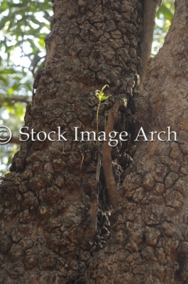 Bark of a tree