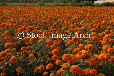 Countless Marigold flowers