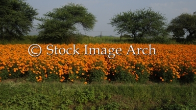 Field of marigold