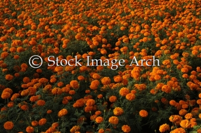 Infinite Marigold flowers