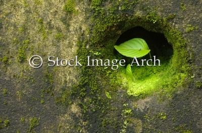 Leaf in hole