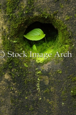 Leaf in hole