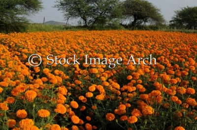 Numerous Marigold flowers