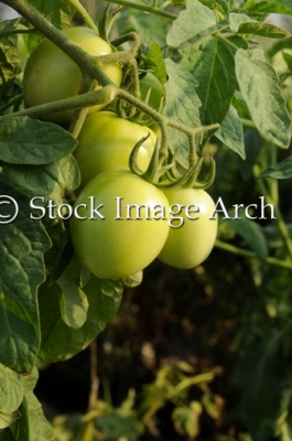 Raw tomatos