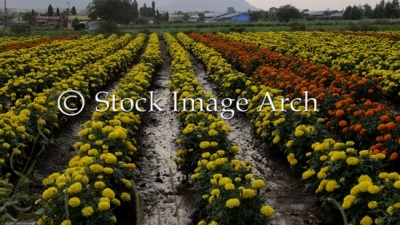 Rows of Marigold