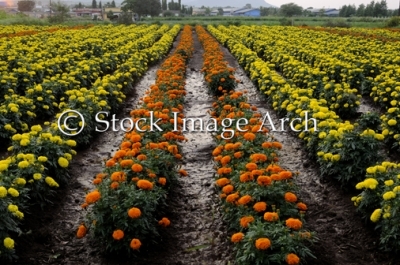 Rows of Marigold